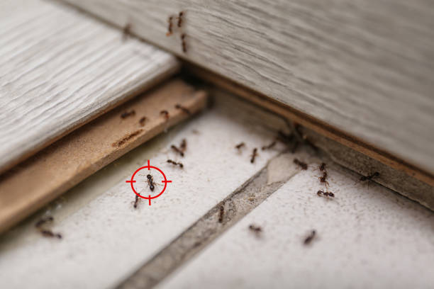 Best Mosquito Control Services  in St Leo, FL
